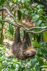 Obraz premium A sleeping Hoffmann's two-toed sloth (Choloepus hoffmanni). A species of sloth from South America, have longer hair, bigger eyes, and their back and front legs are more equal in length.