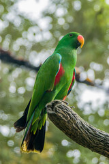 The male eclectus parrot (Eclectus roratus) is a parrot native to the Solomon Islands, Sumba, New Guinea and nearby islands, northeastern Australia, and the Maluku Islands (Moluccas).