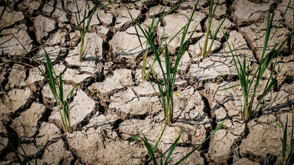 dry and cracked land in the rice fields