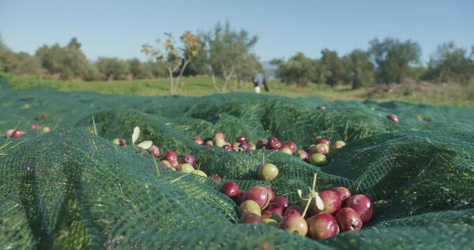 Ripe olives picking in Pakostane, Croatia