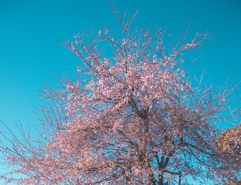 picture of beautiful padmaka (pajja) tree full of pink flowers on top of mountain