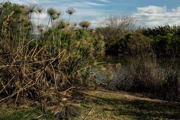 ciperus near lake