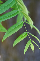 green leaves on a branch