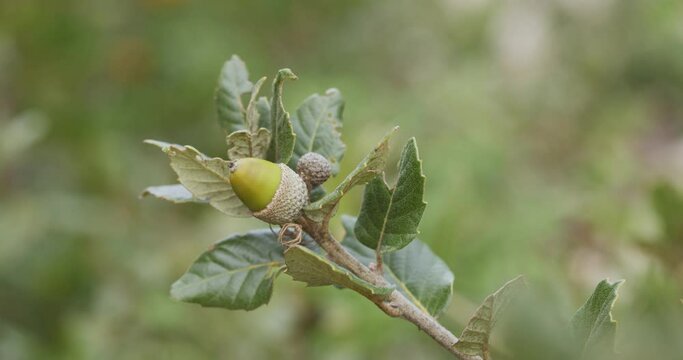 Close-up of the holly oak acorn