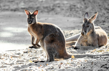 kangaroos in israel zoo