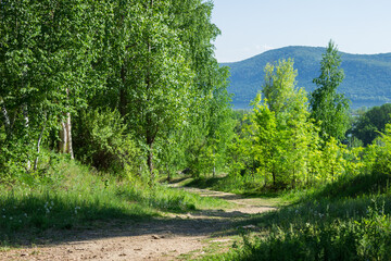 Birch wood on the Tsaryov Kurgan in Samara Region. The Zhiguli Mountains can be seen in the far.	