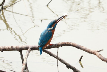Kingfisher with catch 
