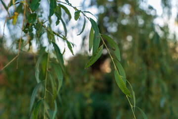 Grüne Blätter mit Bäumen im Hintergrund Bokeh