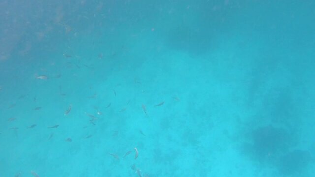 While snorkeling or diving, a group of fish is spotted swimming in the clear ocean of the Galapagos islands. Rocks and algae are seen on the bottom of the sea.
