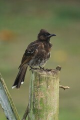 Red vented bulbul