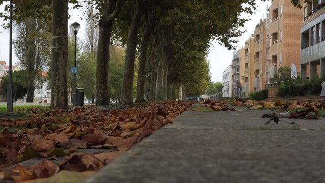 Groundview, Falling leefs, Windy day, 4k