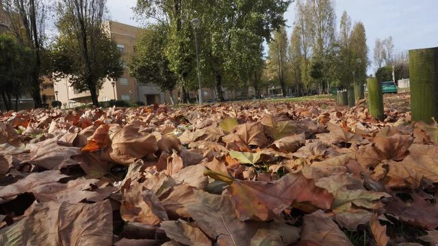 floor full of leafs, Autumn, in a park 4k