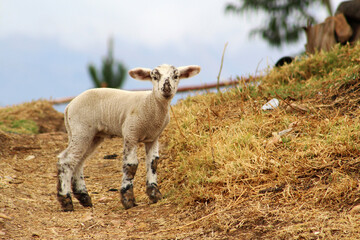 sheep in the mountains