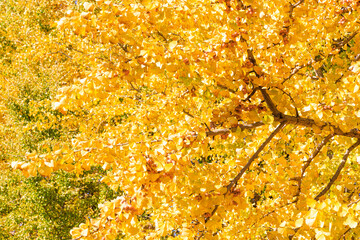 【紅葉】日本の秋（国営昭和記念公園）