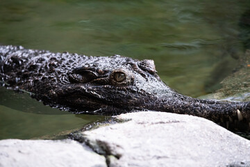 crocodile in the water