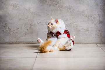 Funny Ragdoll in housecoat sitting on the back on the floor