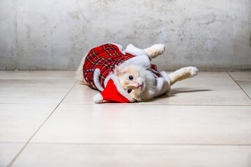 Fluffy ragdoll cat with blue eyes in santas hat and housecoat lying on the floor