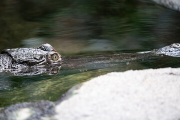 crocodile in the water