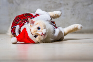 Fluffy ragdoll cat with blue eyes in santas hat and housecoat lying on the floor