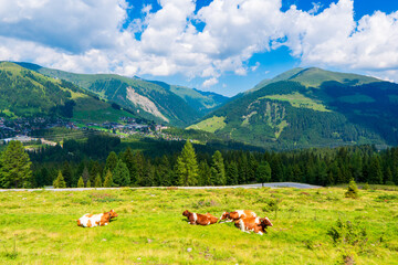 Fototapeta na wymiar Mountain valley with cows in village landscape in Zillertal Alps . Mountain green valley village view austria near gerlos