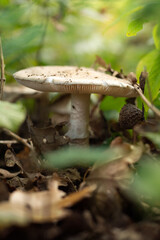 Close-Up Of Mushroom growing in the Forest