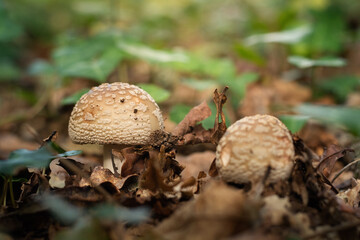 Close-Up Of Mushroom growing in the Forest