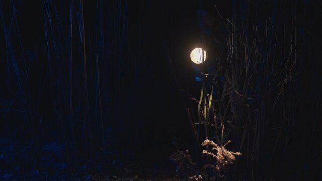 search light in swampy area