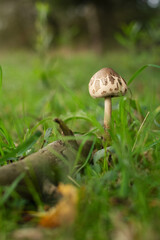 Close-Up Of Parasol Mushroom growing in the Forest