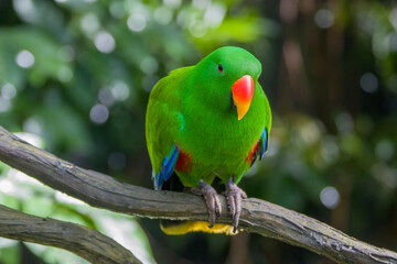 The male eclectus parrot (Eclectus roratus) is a parrot native to the Solomon Islands, Sumba, New Guinea and nearby islands, northeastern Australia, and the Maluku Islands (Moluccas).