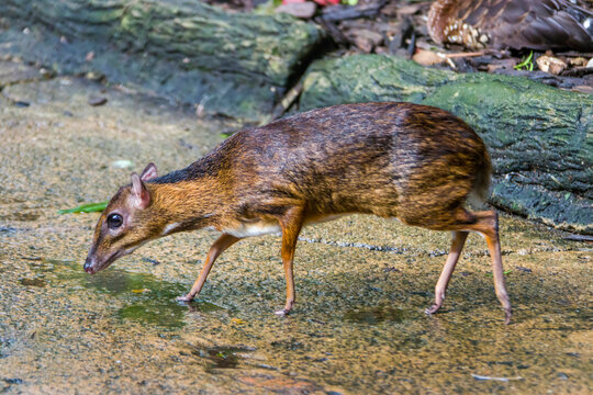 the closeup image of Lesser mouse-deer(Tragulus kanchil)
The smallest known hoofed mammal,found widely across Southeast Asia. 