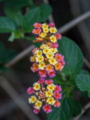 Lantana Flowers in Portrait Mode