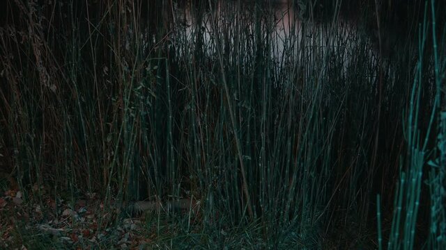 Shadow creature outside