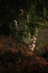 Elegant Wild Flowers and Weeds - Bristol, UK