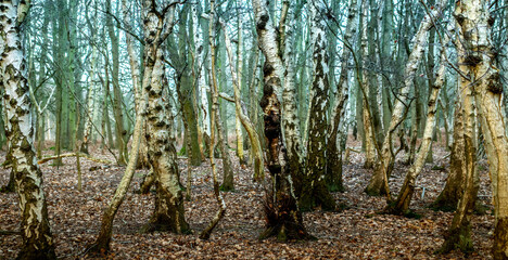 Magical Birch Marshland - Yorkshire UK