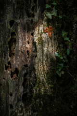 Mossy Bark and Dappled Sunlight - UK, North Somerset