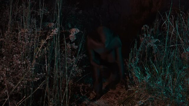 night creature in swamp forest