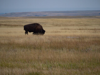 American Bison Grazing on Dried Grass in Badlands National Park