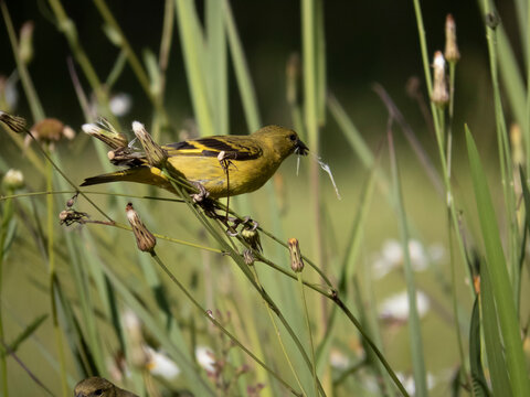 Female Brazilian Goldfinch Encounter in Nature