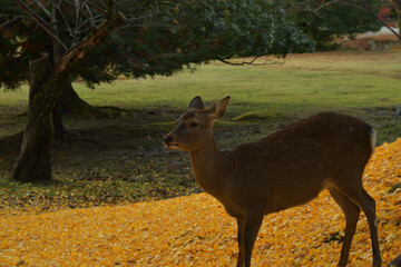 奈良東大寺イチョウの落ち葉と鹿