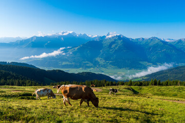 Fototapeta na wymiar Mountain green summit landscape. Cow grazing on mountain summit. Cows graze in mountains alps europe austria