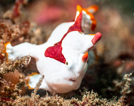 Clown Frogfish" Images – Browse 479 Stock Photos, Vectors, and Video |  Adobe Stock
