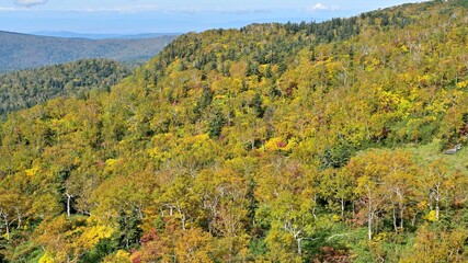 Fototapeta premium ロープウェイから見た大雪山旭岳中腹の紅葉情景＠北海道