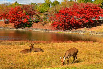 奈良大仏池の紅葉と鹿