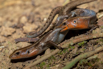 Red-throated rainbow-skink (Carlia rubrigularis) pair breeding, a small rainforest lizard. Lake Barrine, Queensland, Australia