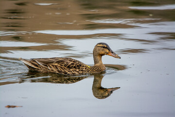 duck on the water