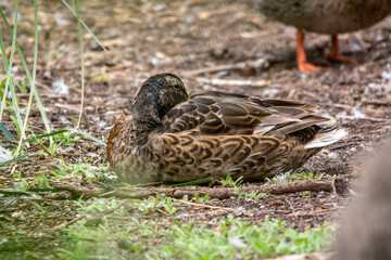 duck in the grass