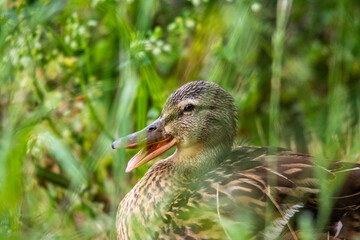 duck in the grass
