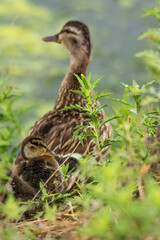 Mother Duck 