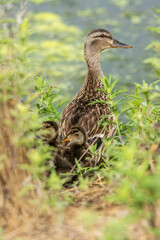 duck on the grass