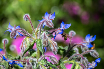 A bee gathering pollen from purple borage flowers in the garden in summer time.
